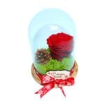 trandafir criogenat rosu