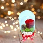 trandafir criogenat rosu