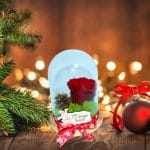 trandafir criogenat rosu
