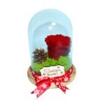 trandafir criogenat in cupola