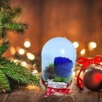 trandafir criogenat in cupola