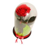 Trandafir Criogenat in Cupola, Rosu, Licheni, 25x10 cm, DL080 - imagine 2