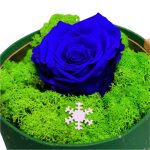 Trandafir Criogenat in Cupola, Albastru, Licheni, 11,5x11,5 cm, DL081 - imagine 4